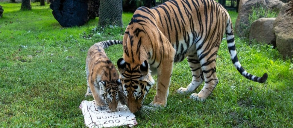Türkiye’de doğan tek Amur kaplanı Virginia 100 günlük oldu