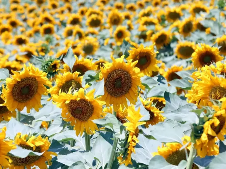 Aksaray'dan Avrupa ve Japonya'ya 500 ton ayçiçeği balı