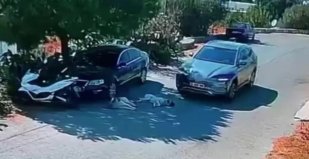 Bodrum’da otomobil 2 köpeğin üzerinden geçti